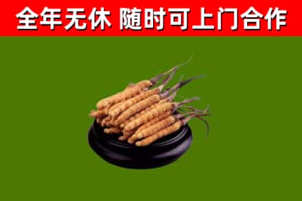 尉氏县回收冬虫夏草